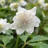 Anemone (Anemonoides) nemorosa 'Vestal'